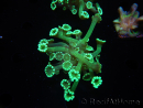 WYSIWYG Alveopora Green 17A4