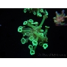WYSIWYG Alveopora Green 17A4