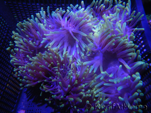 WYSIWYG Heteractis magnifica XL (20 cm)