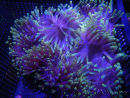 WYSIWYG Heteractis magnifica XL (20 cm)