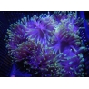 WYSIWYG Heteractis magnifica XL (20 cm)