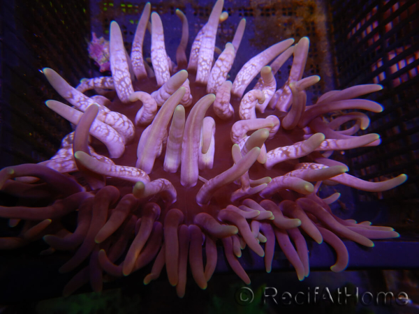 WYSIWYG Macrodactyla doreensis 1