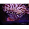 WYSIWYG Macrodactyla doreensis 1