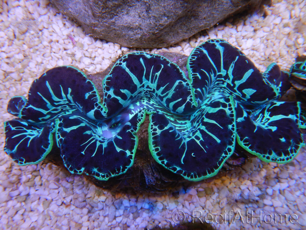 WYSIWYG Tridacna maxima XL Bénitiers C4 (11 cm) 