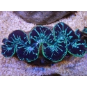 WYSIWYG Tridacna maxima XL Bénitiers C4 (11 cm) 