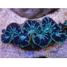 WYSIWYG Tridacna maxima XL Bénitiers C4 (11 cm) 