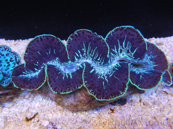 WYSIWYG Tridacna maxima XL Bénitiers C3 (11 cm) 