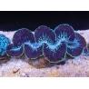 WYSIWYG Tridacna maxima XL Bénitiers C3 (11 cm) 