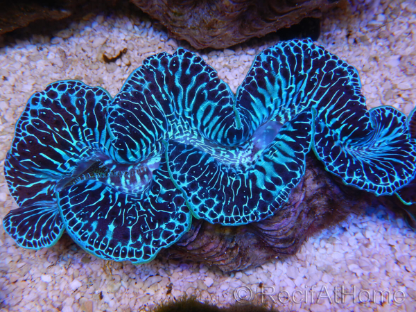 WYSIWYG Tridacna maxima XL Bénitiers B4 (11 cm) 