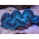 WYSIWYG Tridacna maxima XL Bénitiers B4 (11 cm) 