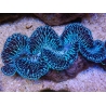 WYSIWYG Tridacna maxima XL Bénitiers B4 (11 cm) 