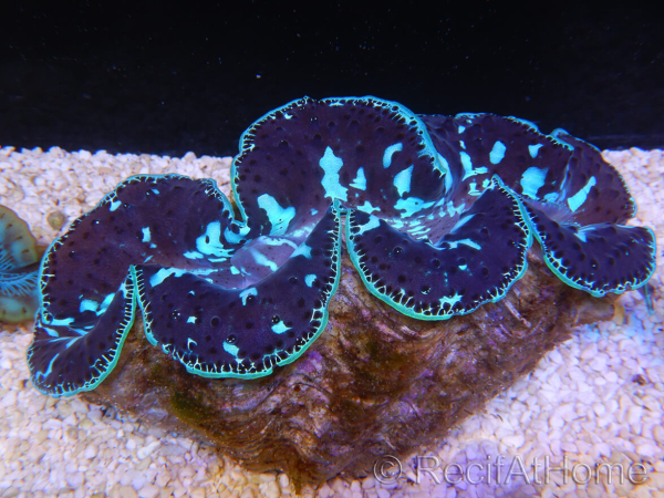WYSIWYG Tridacna maxima XL Bénitiers C1 (11 cm) 