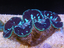WYSIWYG Tridacna maxima XL Bénitiers C1 (11 cm) 