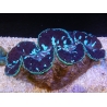 WYSIWYG Tridacna maxima XL Bénitiers C1 (11 cm) 