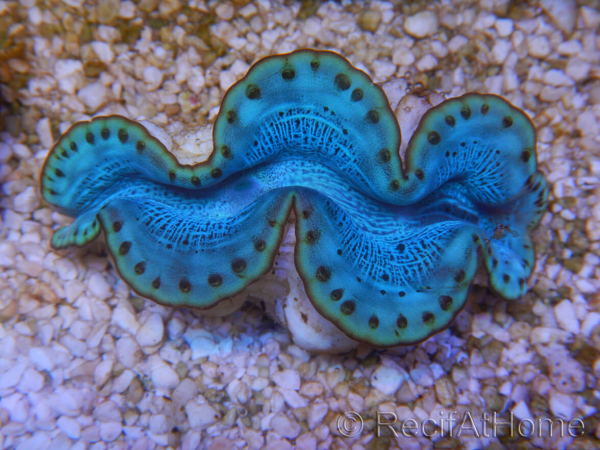 WYSIWYG Tridacna maxima Bénitiers D8 (5 cm)