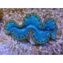 WYSIWYG Tridacna maxima Bénitiers D8 (5 cm)