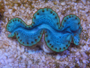 WYSIWYG Tridacna maxima Bénitiers D8 (5 cm)