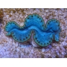 WYSIWYG Tridacna maxima Bénitiers D8 (5 cm)