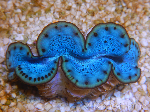 WYSIWYG Tridacna maxima Bénitiers E2 (5 cm)