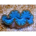 WYSIWYG Tridacna maxima Bénitiers E2 (5 cm)