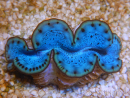 WYSIWYG Tridacna maxima Bénitiers E2 (5 cm)