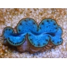 WYSIWYG Tridacna maxima Bénitiers E2 (5 cm)