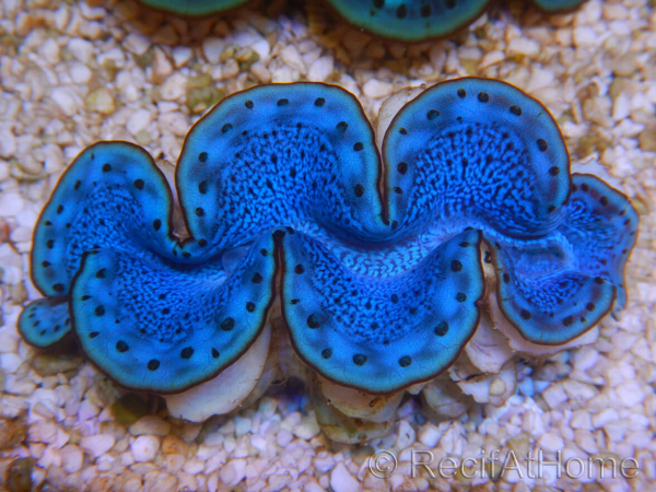 WYSIWYG Tridacna maxima Bénitiers E3 (5 cm)