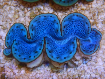 WYSIWYG Tridacna maxima Bénitiers E3 (5 cm)