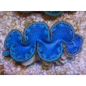 WYSIWYG Tridacna maxima Bénitiers E3 (5 cm)