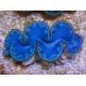 WYSIWYG Tridacna maxima Bénitiers E3 (5 cm)