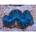 WYSIWYG Tridacna maxima Bénitiers E4 (5 cm)