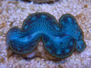 WYSIWYG Tridacna maxima Bénitiers E4 (5 cm)