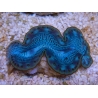 WYSIWYG Tridacna maxima Bénitiers E4 (5 cm)