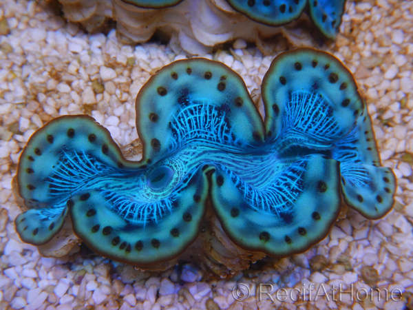 WYSIWYG Tridacna maxima Bénitiers E5 (5 cm)