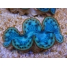 WYSIWYG Tridacna maxima Bénitiers E5 (5 cm)