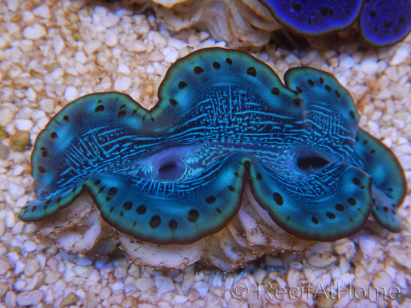 WYSIWYG Tridacna maxima Bénitiers E6 (5.5 cm)