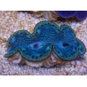 WYSIWYG Tridacna maxima Bénitiers E6 (5.5 cm)