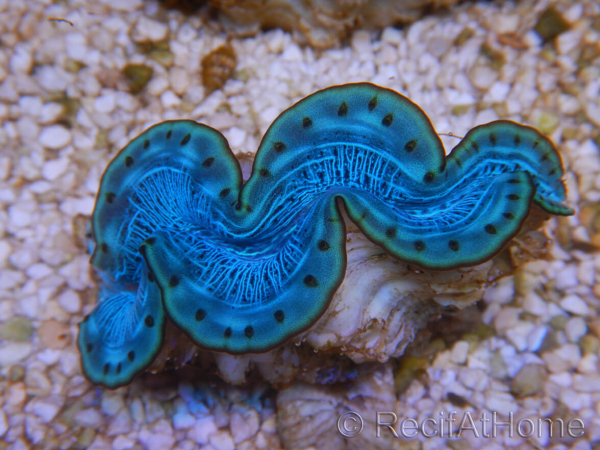 WYSIWYG Tridacna maxima Bénitiers E7 (5.5 cm)