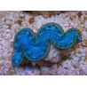 WYSIWYG Tridacna maxima Bénitiers E7 (5.5 cm)
