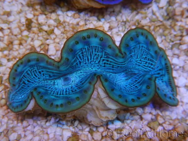 WYSIWYG Tridacna maxima Bénitiers E9 (5.5 cm)