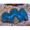 WYSIWYG Tridacna maxima Bénitiers E9 (5.5 cm)