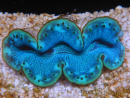 WYSIWYG Tridacna maxima Bénitiers F7 (5.5 cm)