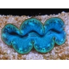 WYSIWYG Tridacna maxima Bénitiers F7 (5.5 cm)
