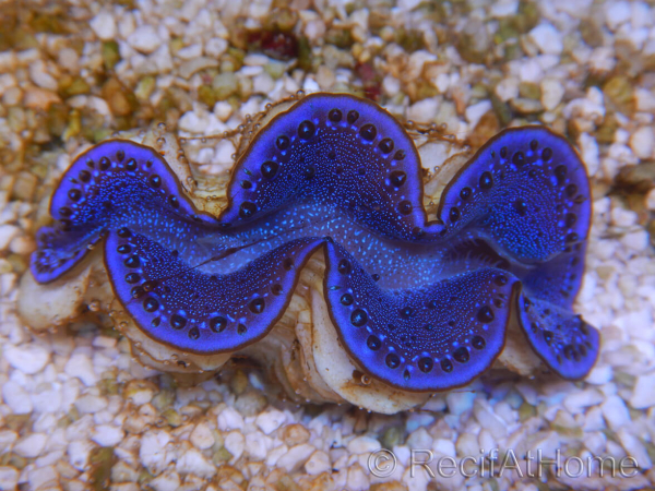 WYSIWYG Tridacna maxima Bénitiers F9 (5.5 cm)