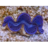 WYSIWYG Tridacna maxima Bénitiers F9 (5.5 cm)