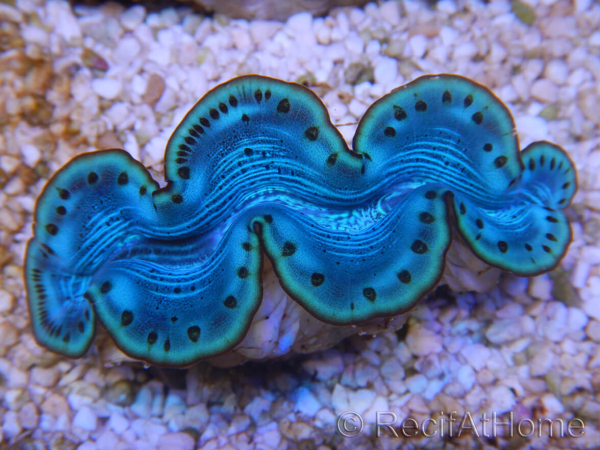 WYSIWYG Tridacna maxima Bénitiers F10 (5.5 cm)