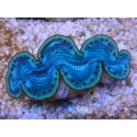 WYSIWYG Tridacna maxima Bénitiers F10 (5.5 cm)