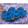 WYSIWYG Tridacna maxima Bénitiers F10 (5.5 cm)
