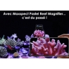 Maxspect Pastel Reef Magnifier L