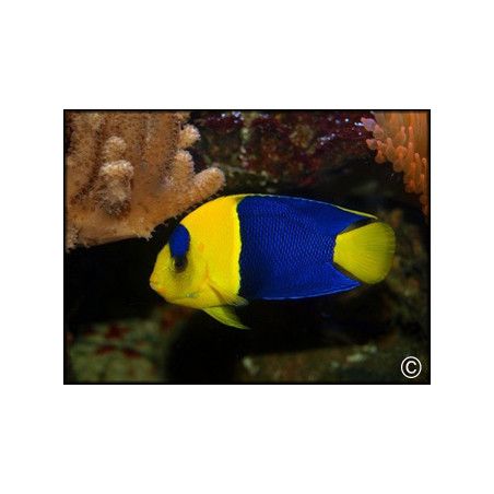 Centropyge bicolor 